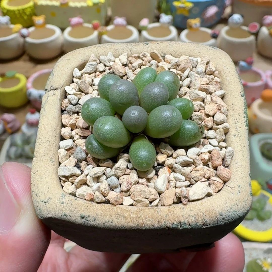 蘑菇1279紫葡萄多肉植物