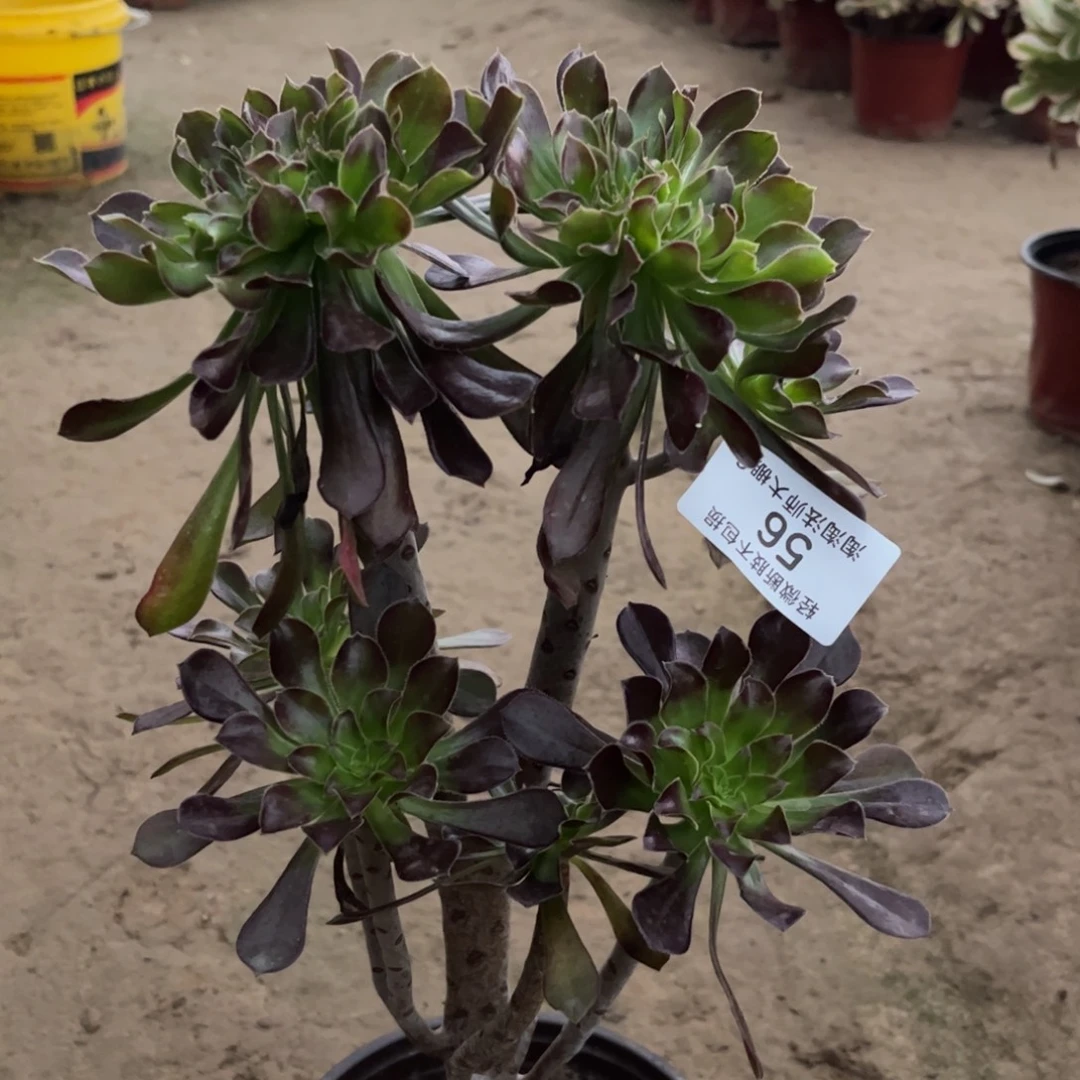56尖叶黑法师缀化多肉植物法师