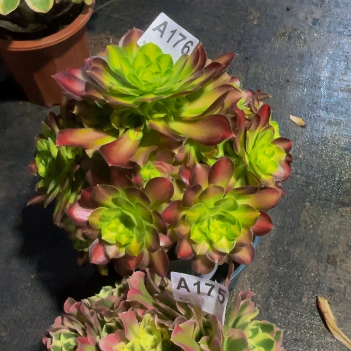 少华176雨花石白凤175