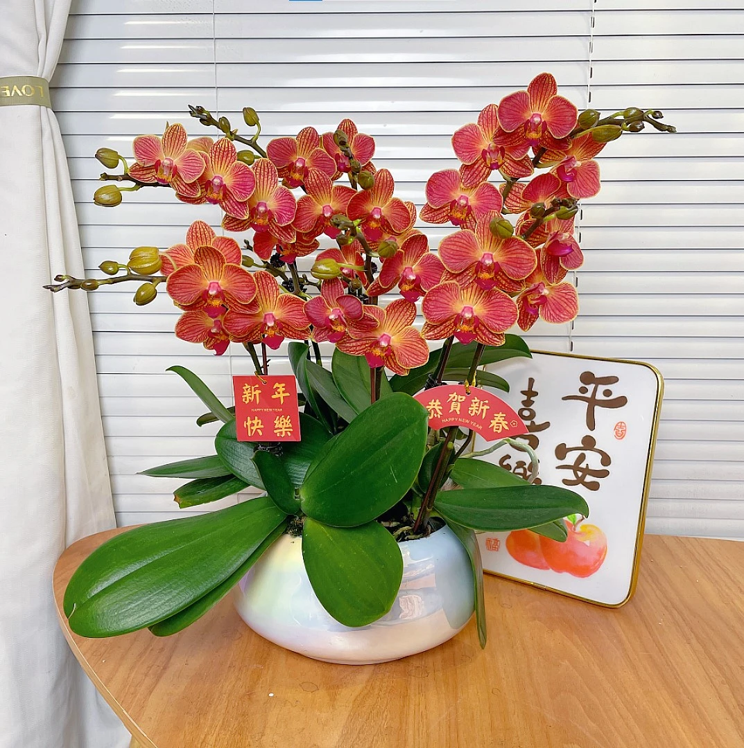 【金如意-蝴蝶兰】高端鲜花 年宵花  送礼 家居摆件 基地直发