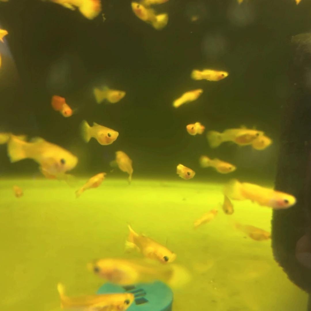 孔雀鱼黄帽玻璃10条