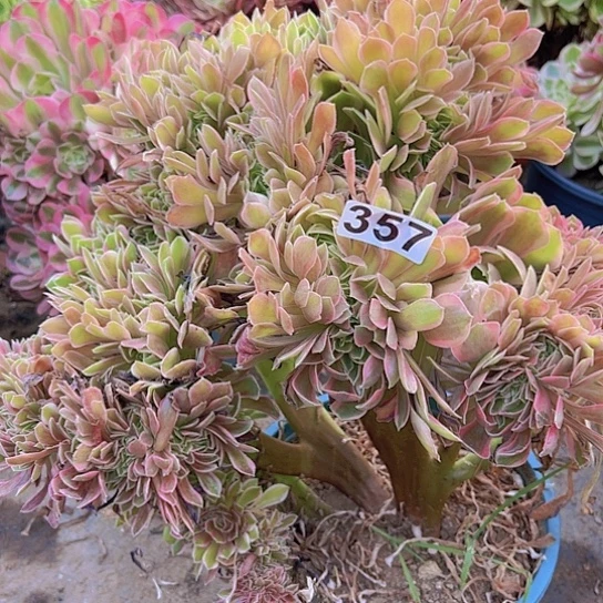 悠***云多肉植物一个法师
