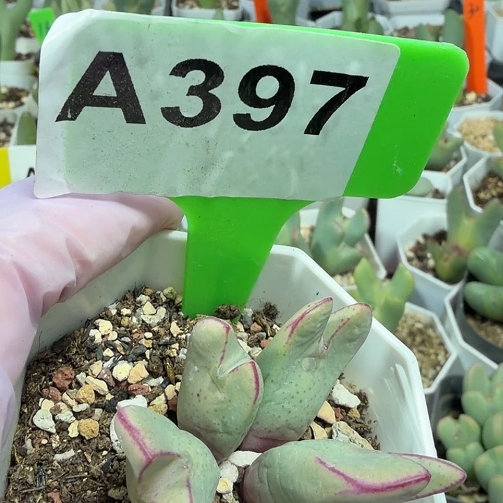 397mmmmmmmmmmmmnn