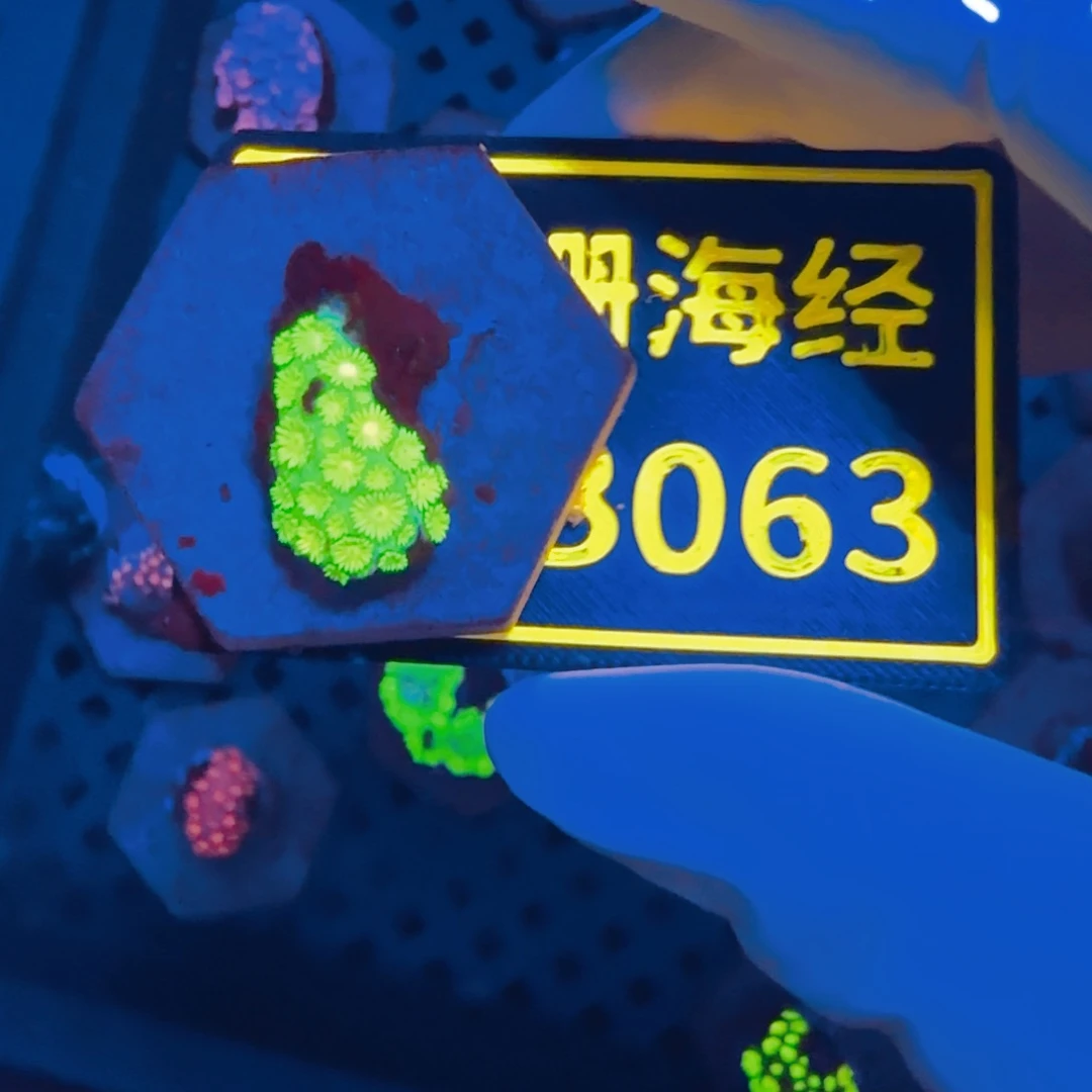 史***人纽扣珊瑚晓晓不包邮澳彩原石B063
