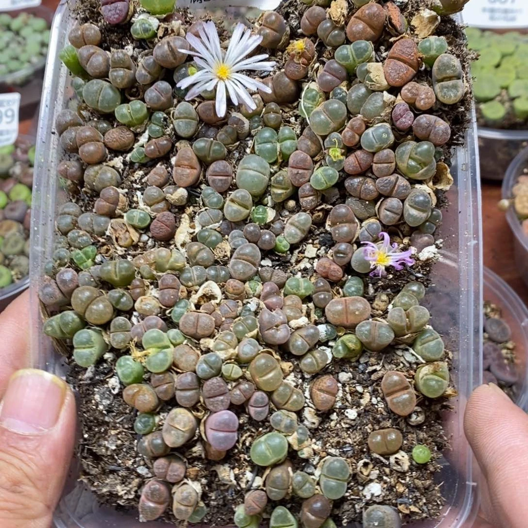 多肉蛋炒饭，感谢您相伴592