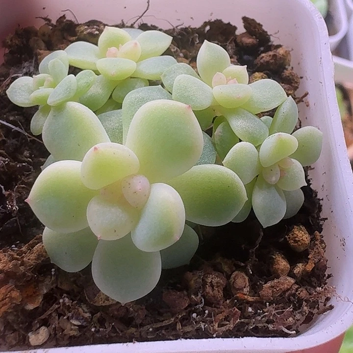 竹马甜心群福利朵朵