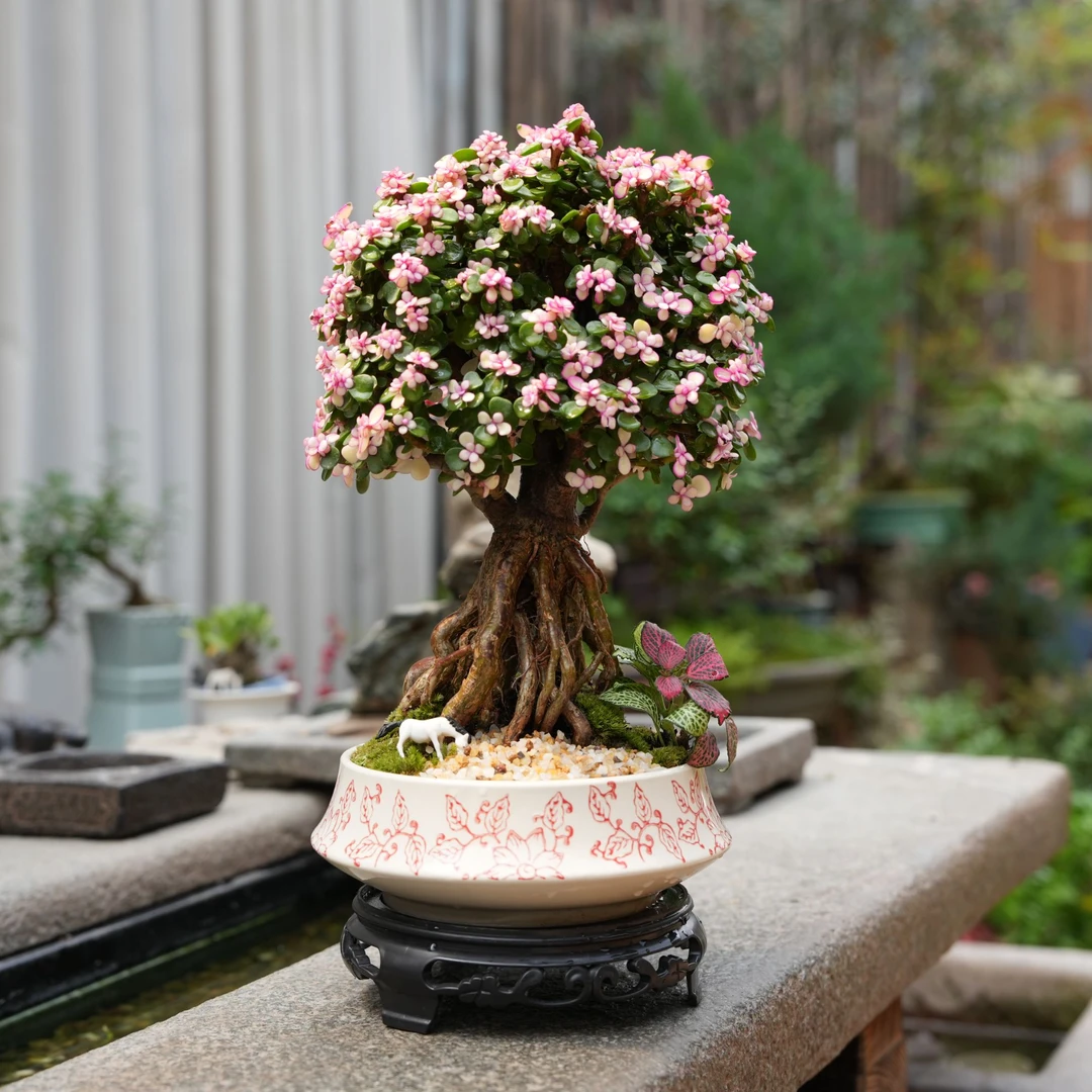 金枝玉叶老桩盆景室内好养茶桌书桌办公室会所