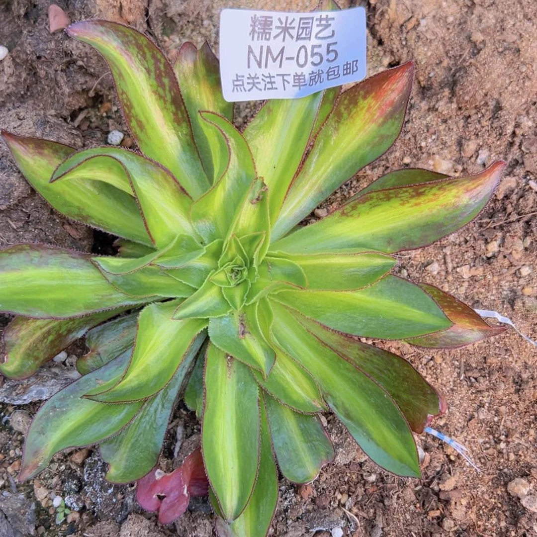 魅影七彩中班多肉植物055