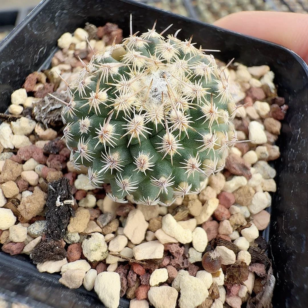 实生梳刺娇丽脱土发货