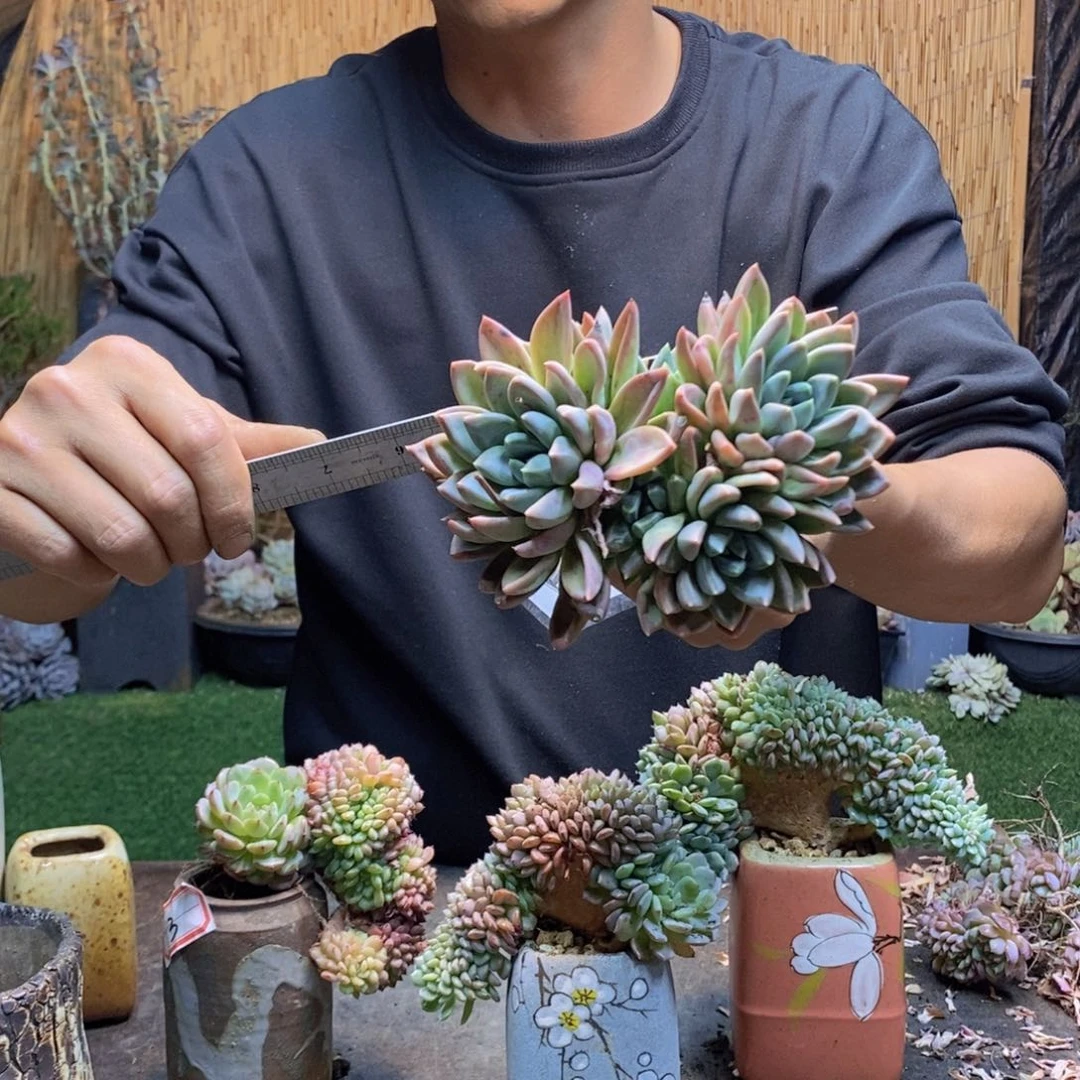 抖****63号红蛋多肉