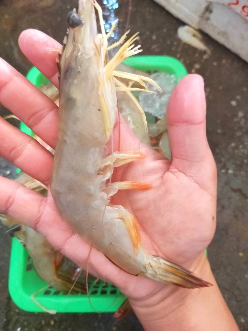 博贺本港新鲜青贝大海虾