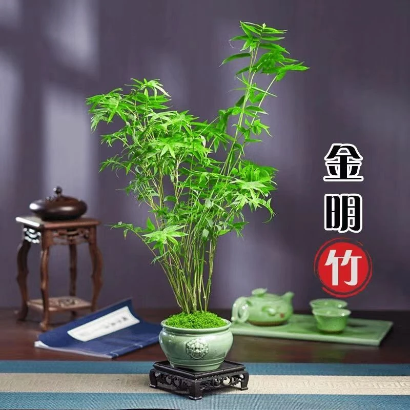 米竹盆栽土培水培造景净化空气苗凤尾竹室内绿植观赏庭院盆景植物