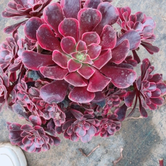 晚***。无花朵黑体美杜莎法师多肉植物11号