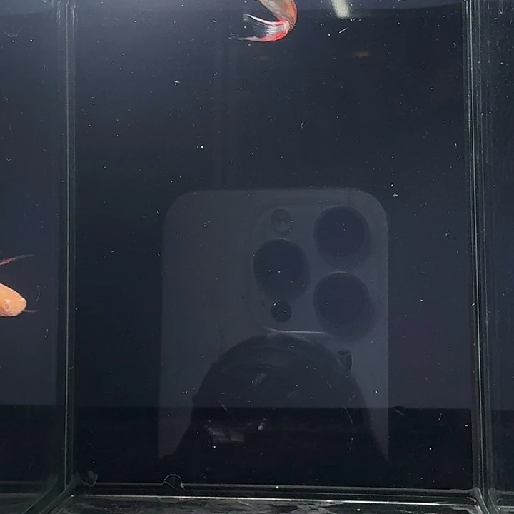 孔雀鱼双剑组合6条