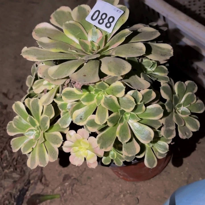 880多肉植物不售后