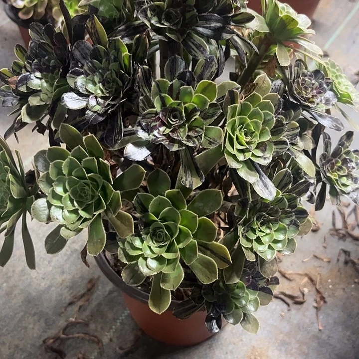 多肉植物水墨丹青锦……
