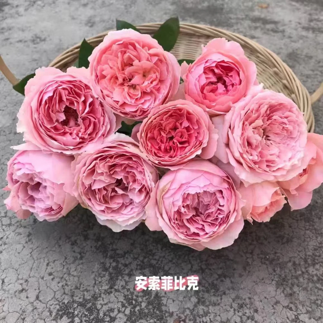 【安索菲.比克独颗】阳台庭院花园楼顶好养护抗病性强花卉绿植月季