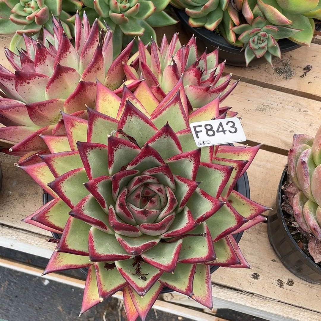 若如东云单拍F843