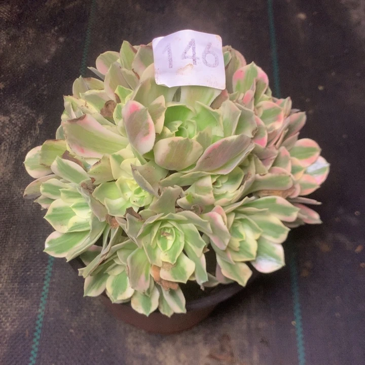 146女妖多肉多植物