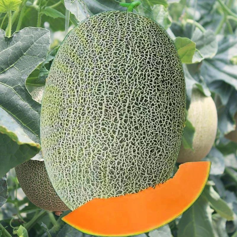 甜美人哈密瓜种子新疆甜瓜籽大果高产春秋四季香瓜网纹瓜秧苗种孑