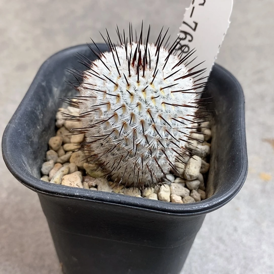 G768花油专拍仙人球开花