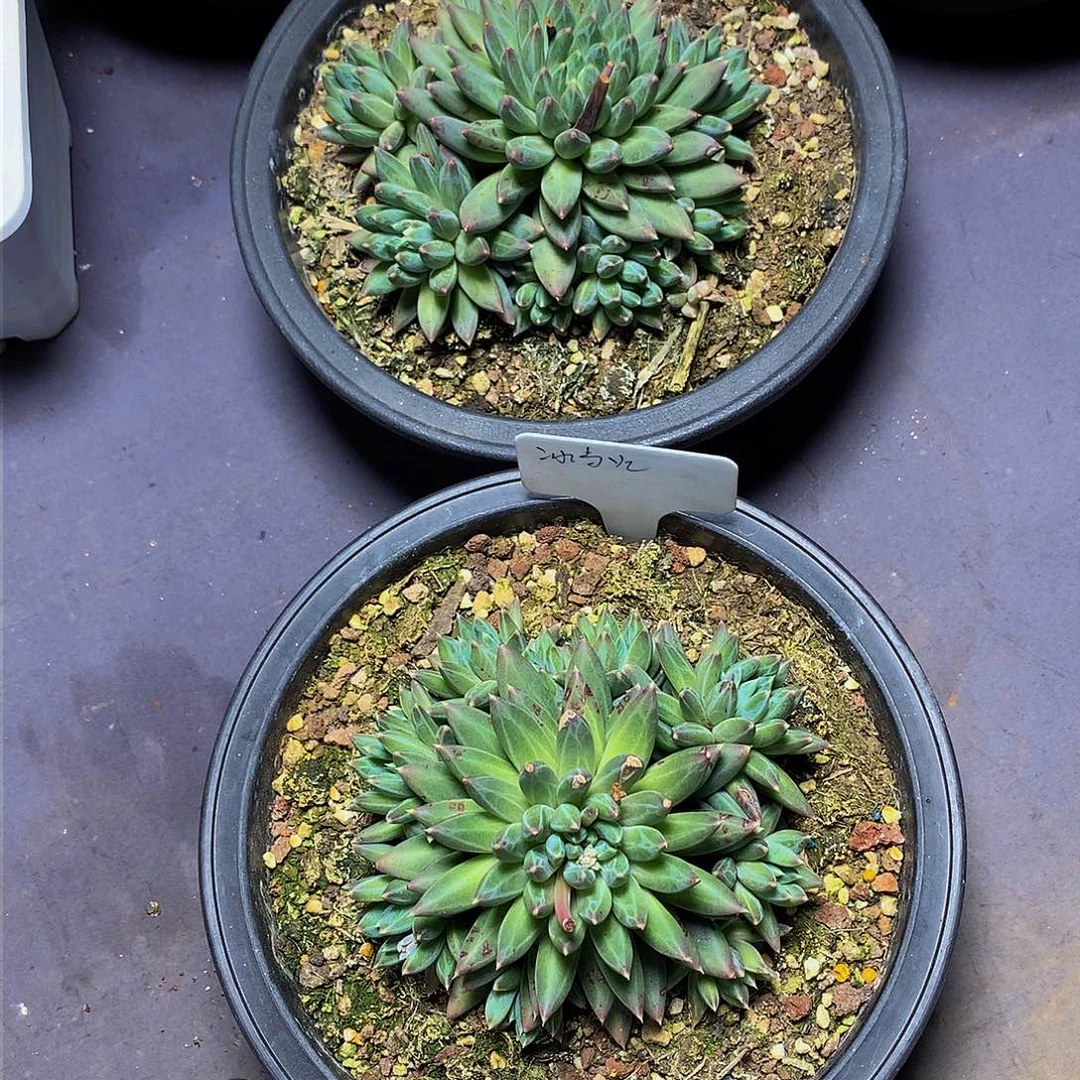 冰*火哈哈哈哈哈哈哈哈哈哈