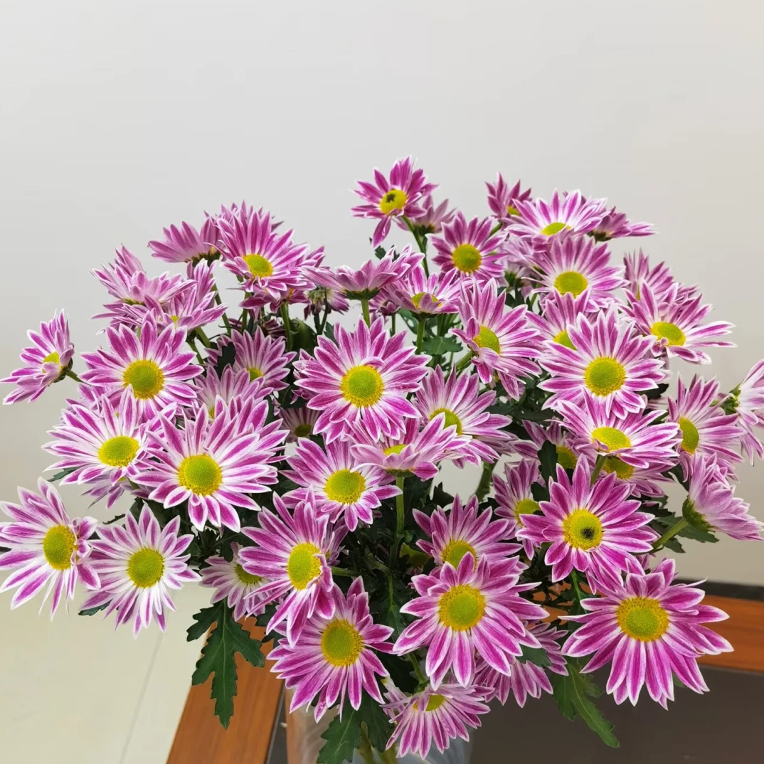 圆心剧场小雏菊 云南基地鲜花 天冷拍保温