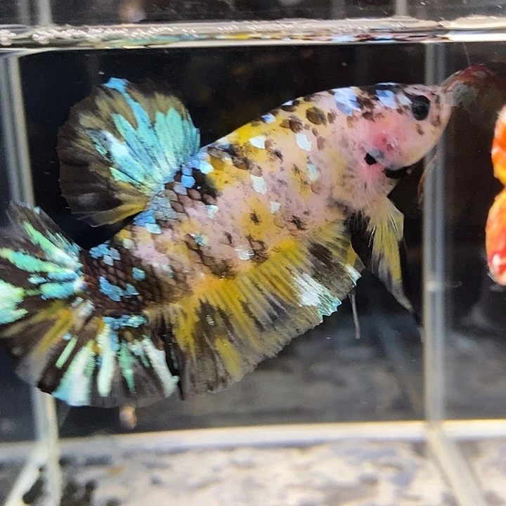 斗鱼黑59号巨否将军