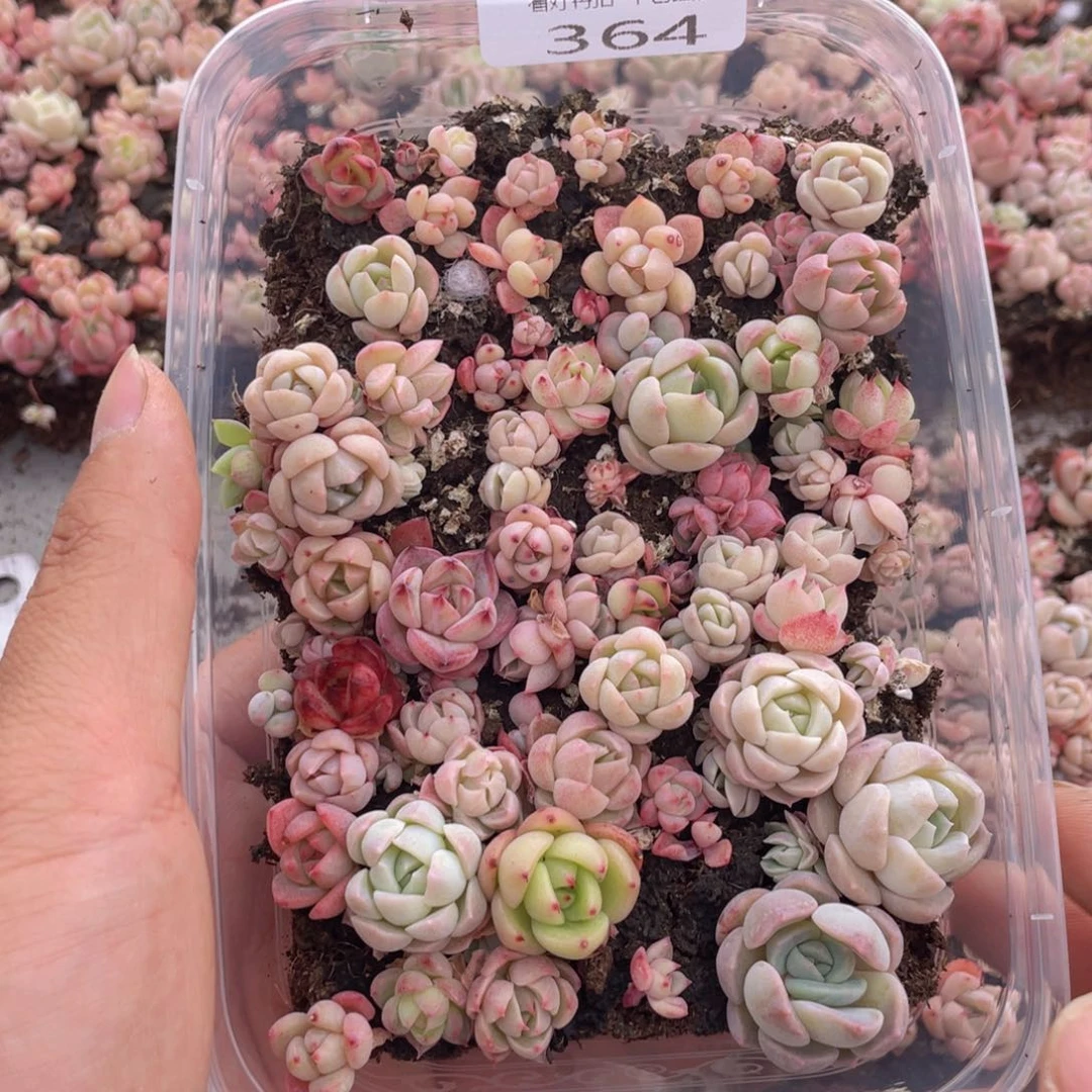 云糖心多肉植物364