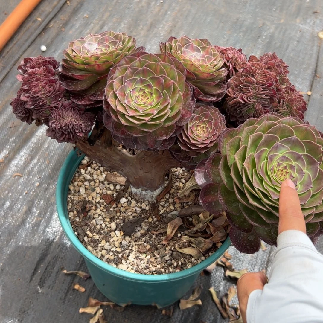 抹茶缀化老桩朵缀