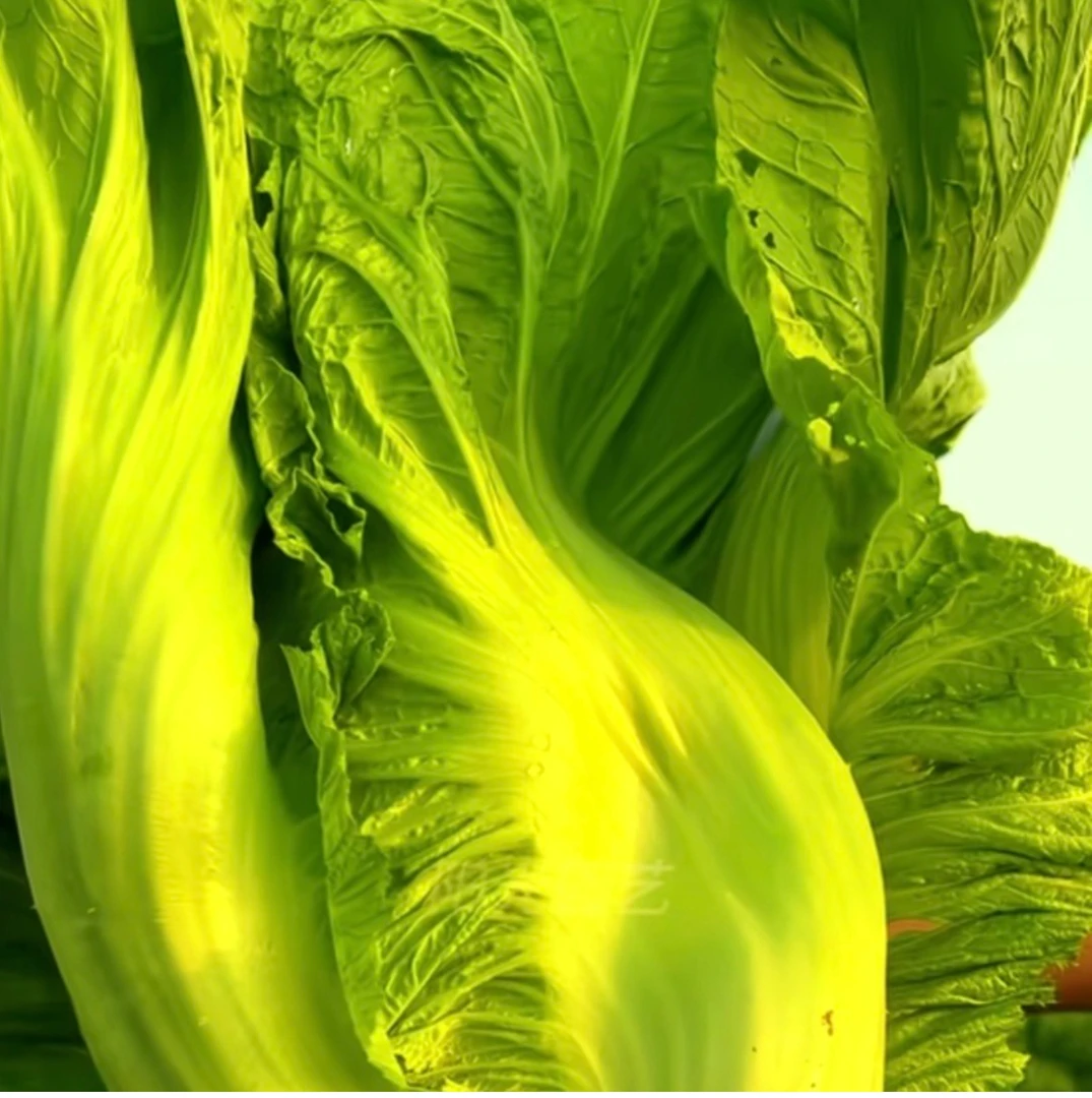 四川新鲜泡青菜酸菜鱼泡酸菜大叶青菜宽帮青菜芥菜特产包邮