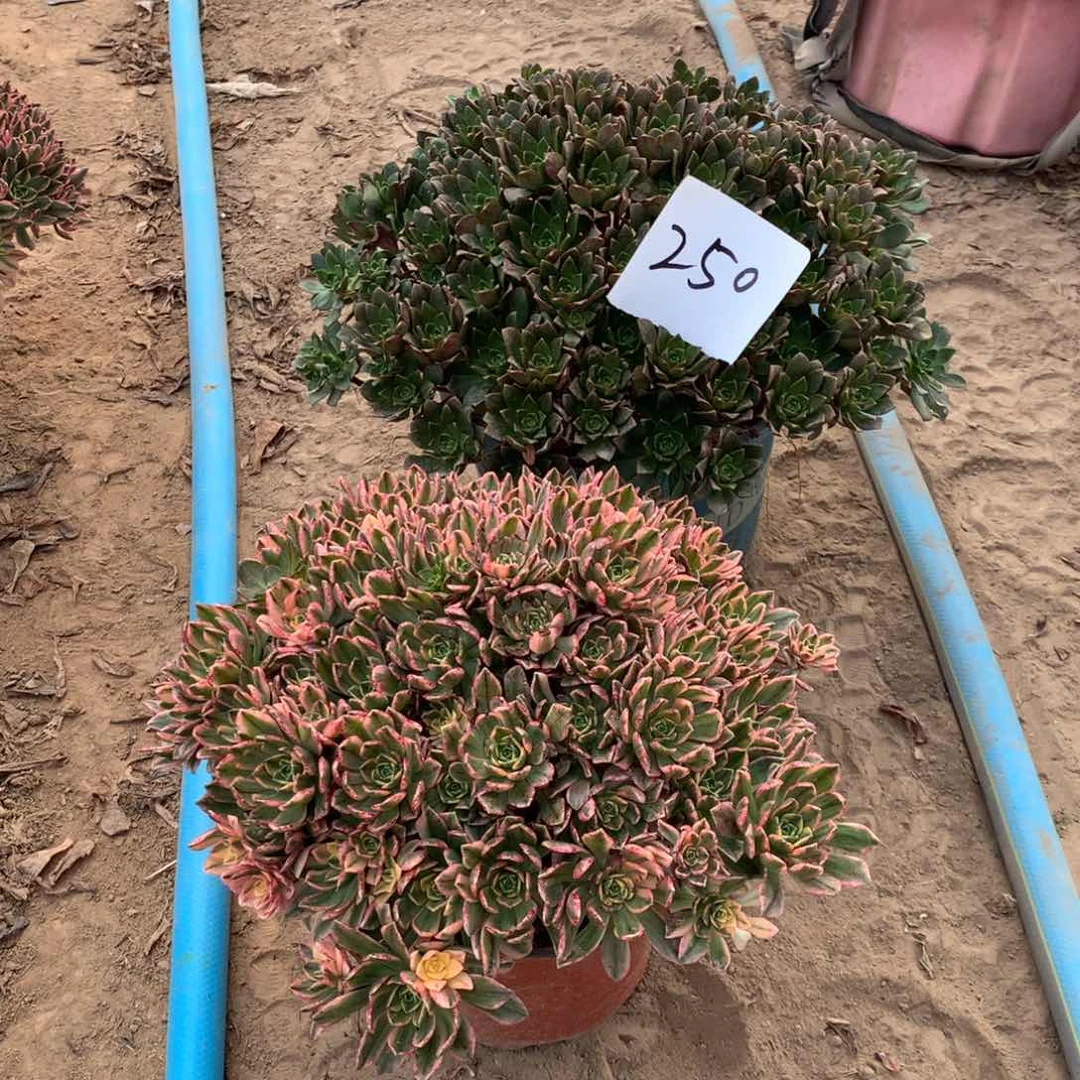 250多肉植物组合盆栽