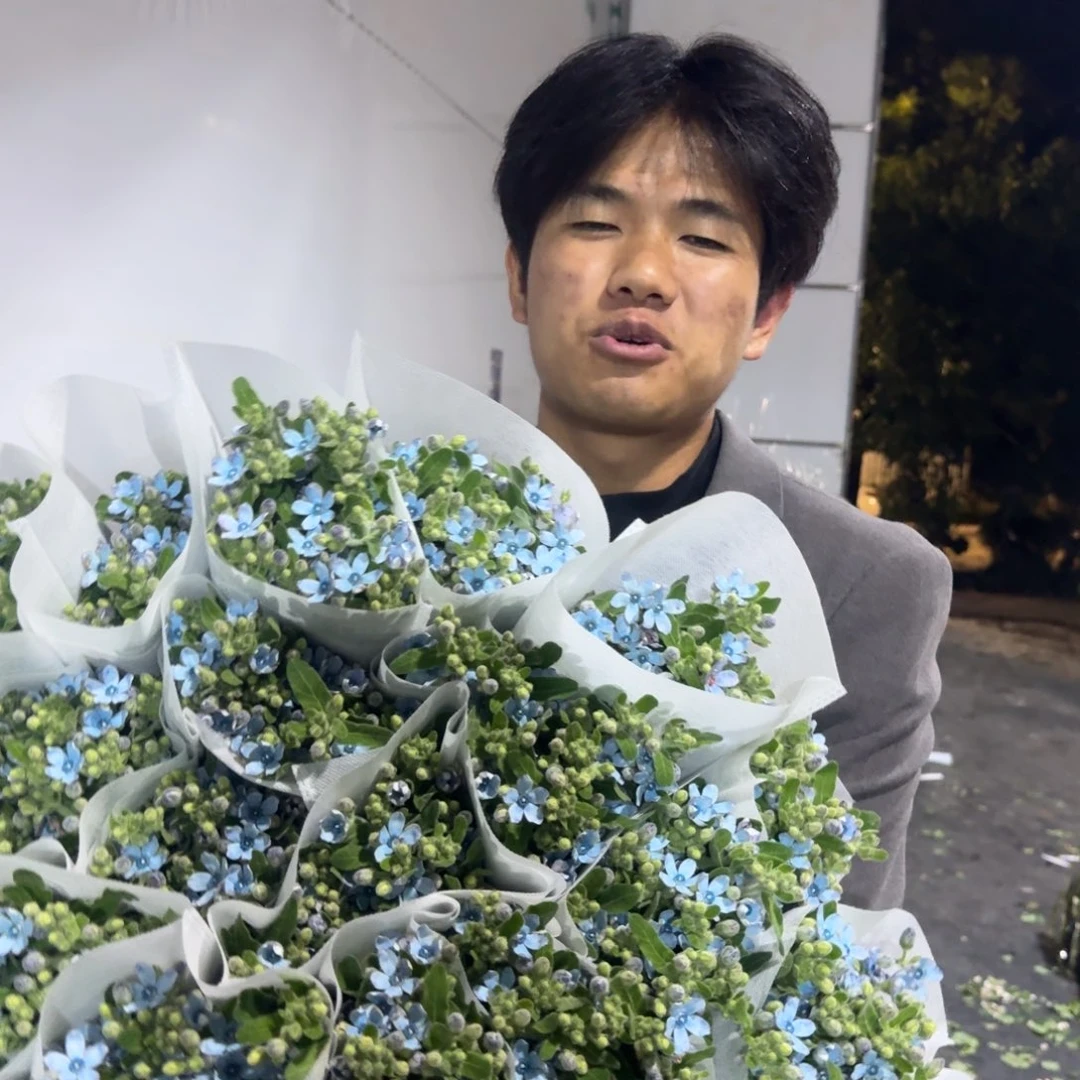 蓝星花5扎包邮价秒杀