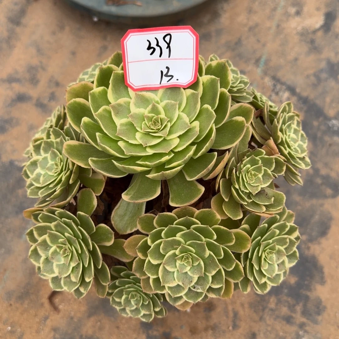 粉花妖法师一物一拍339