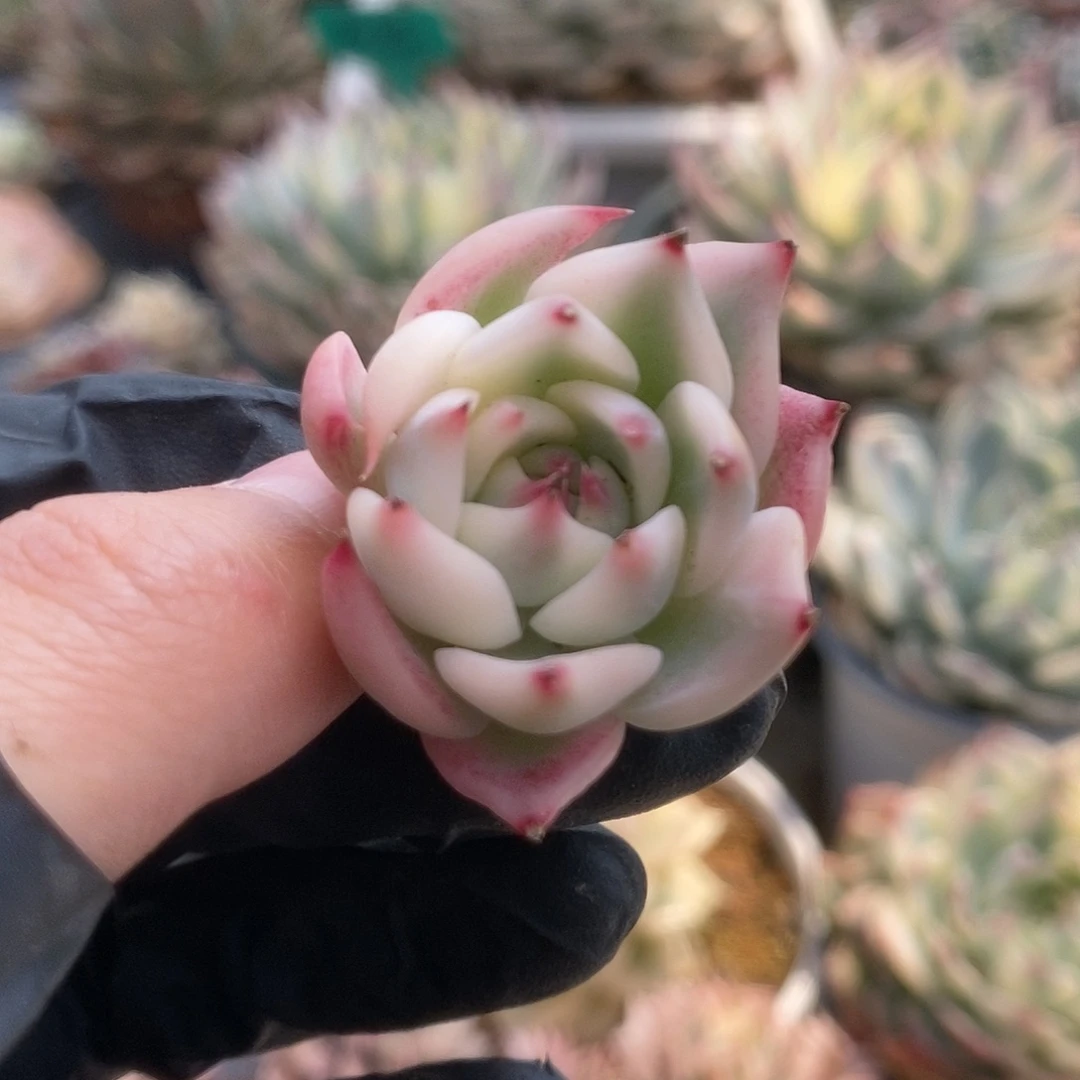 079覆轮锦锦锦锦锦锦锦
