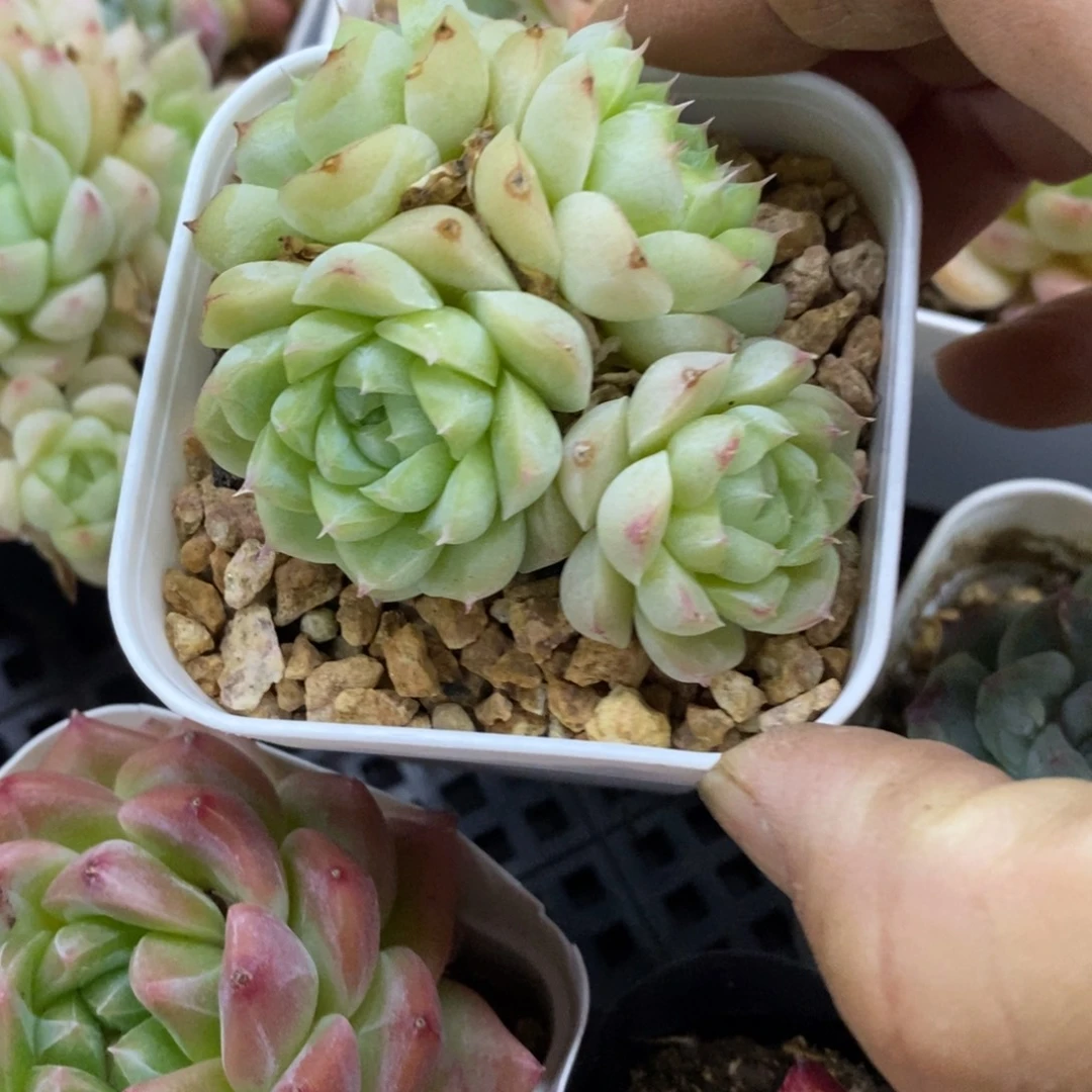 精品多肉一物一拍不包整299