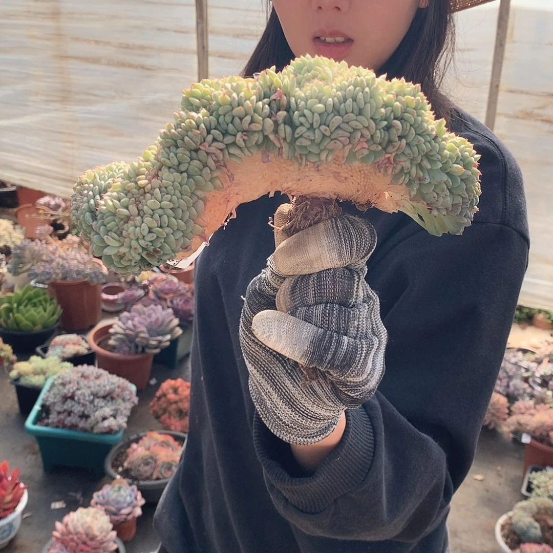 467白胖子一物一拍多肉