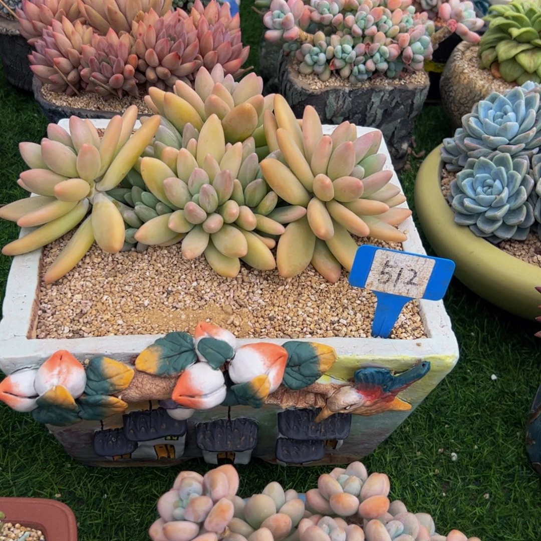 乐**妈白兰地多肉植物