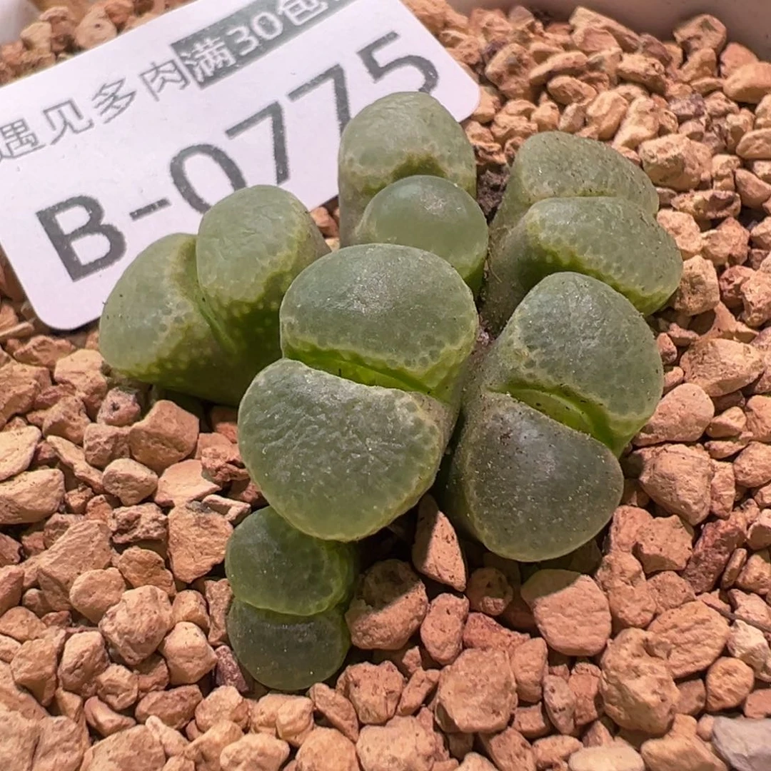 多肉植物1111111111111