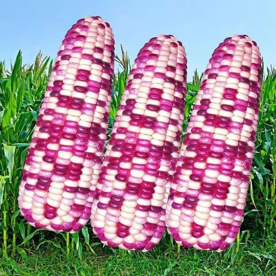超甜糯玉米种子大棒型五彩香甜糯玉米种子四季早熟蔬菜种子
