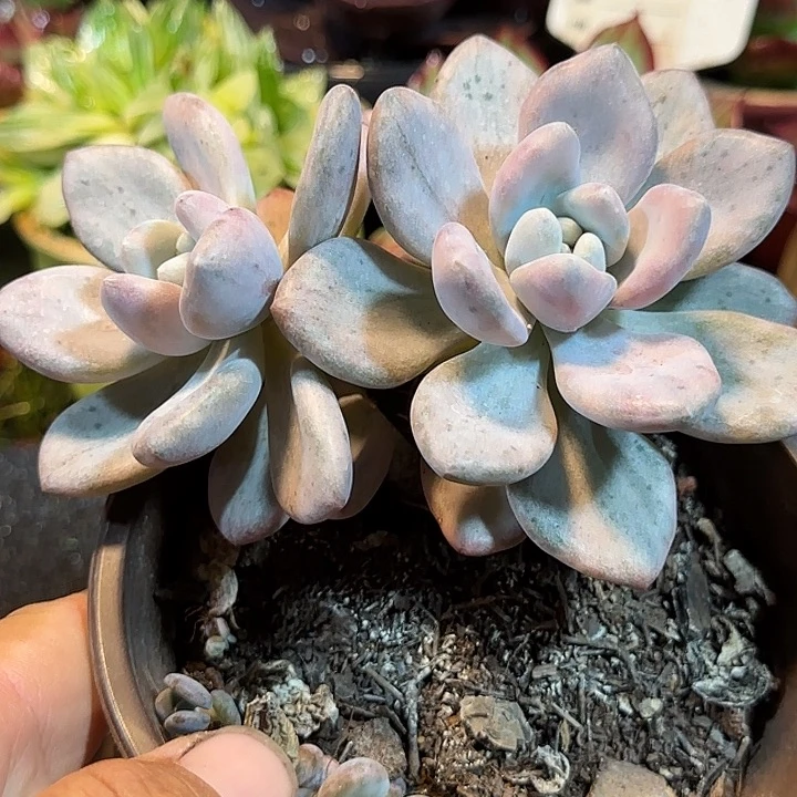 奥普锦惊鸿一物一拍包装收缩花旱