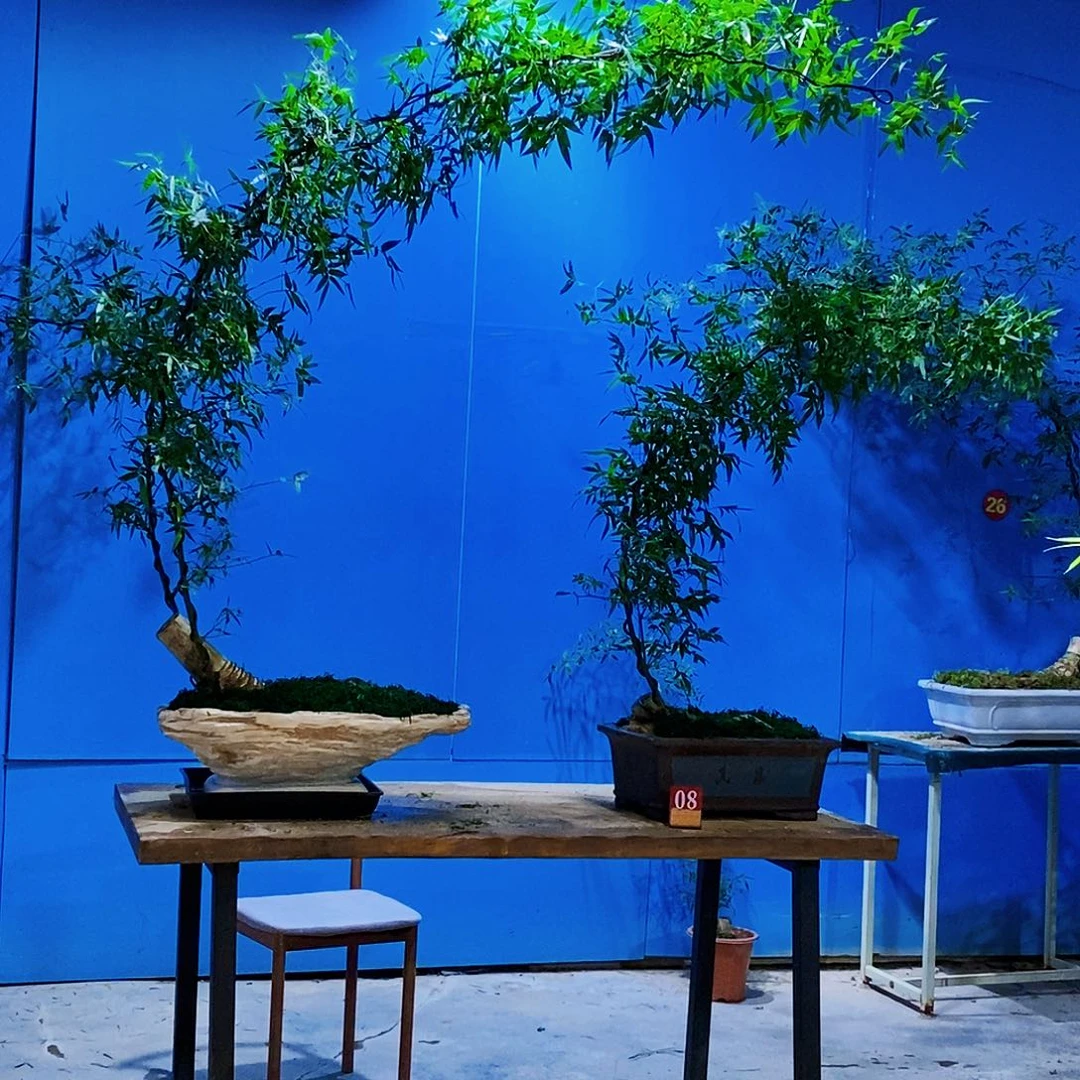 北***洋无花朵小叶簕竹一物一拍