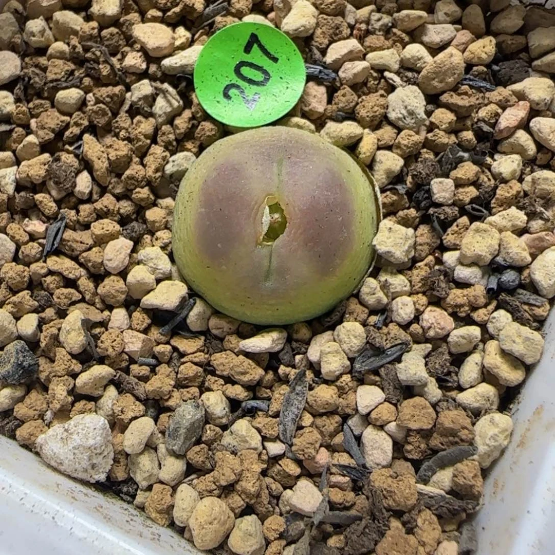拉登杂漂亮多肉植物128