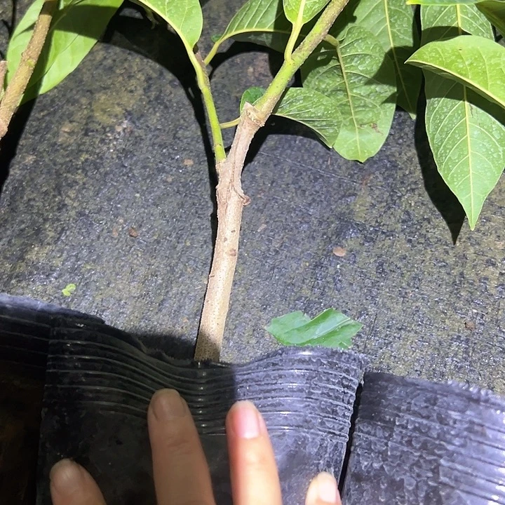 开***山金钻凤梨25982487