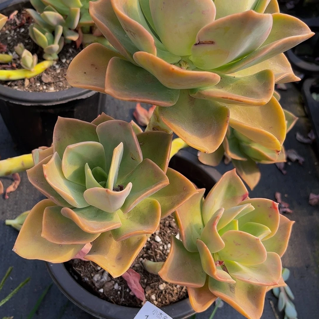 杨*燕鹤仕大14039