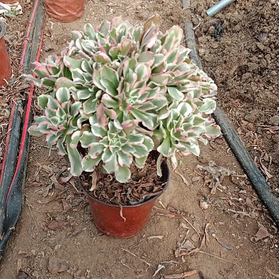 浣纱加急发货法师20