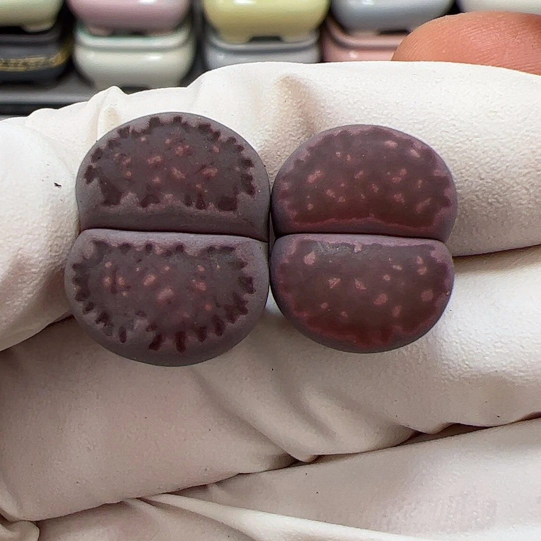 生石花多肉紫饼干2棵