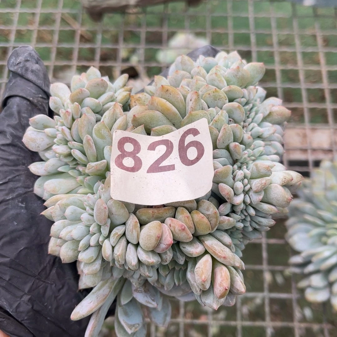 826号148889999999989