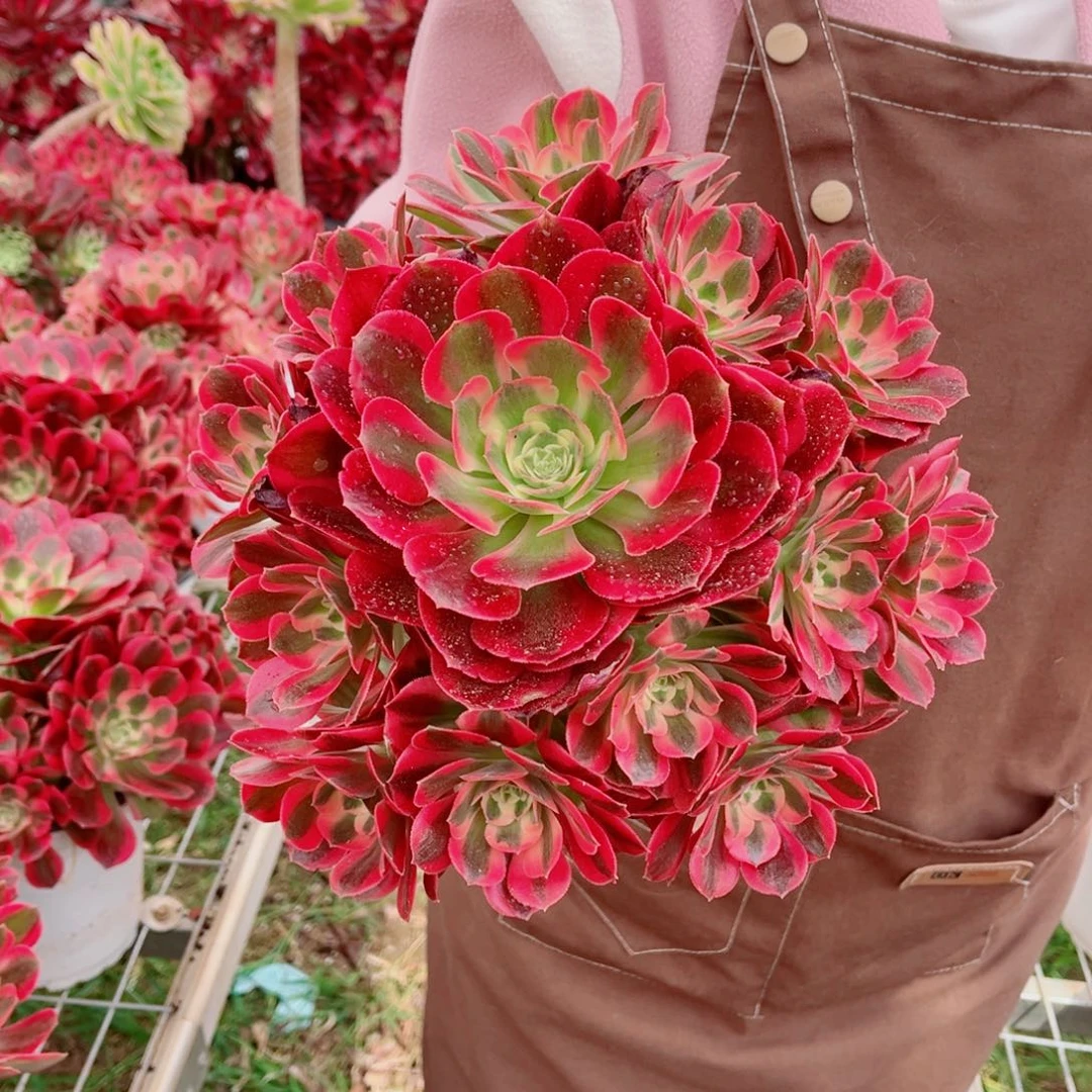 二代优选女郎量拍多肉法师