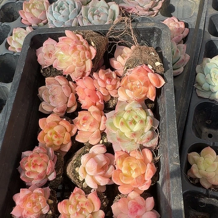 28-58中门左六编号珍妮带颜色混合二十颗量拍